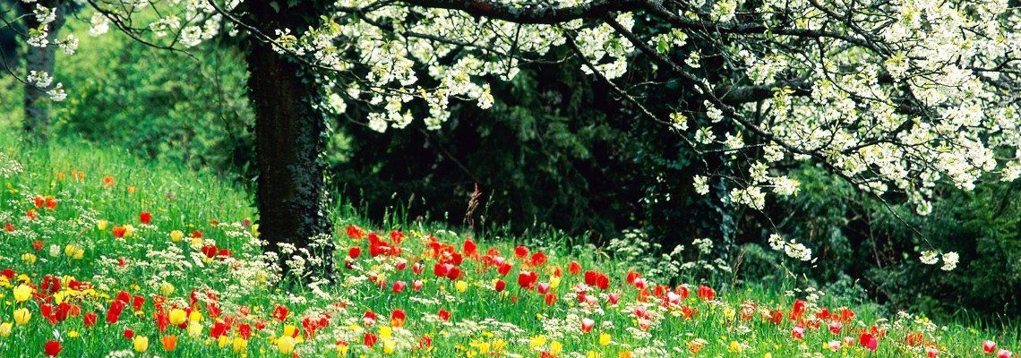 Spring Flowers