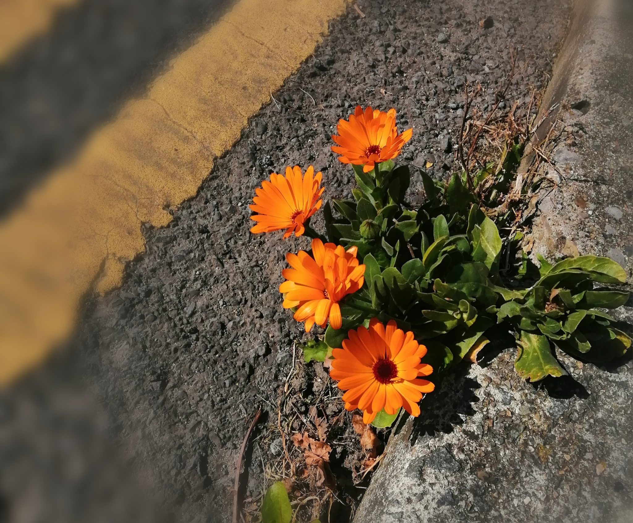 Life will find a way - Chrissie S