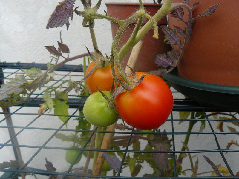 2011_09142011garden0025-800x600