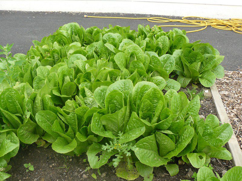 2011_09142011garden0029-800x600