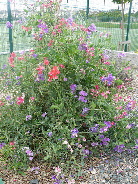 2011_09142011garden0032-800x600