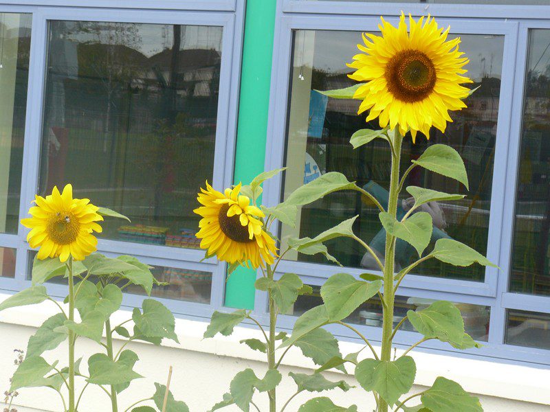 2011_09142011garden0038-800x600