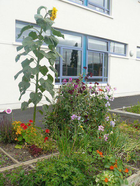 2011_09142011garden0043-800x600