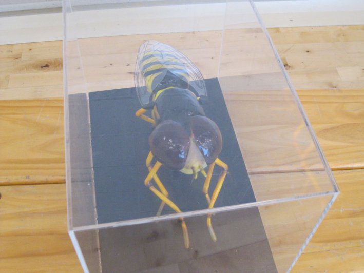 biodiversity-secret-life-of-bees-metns-nov-2013-005