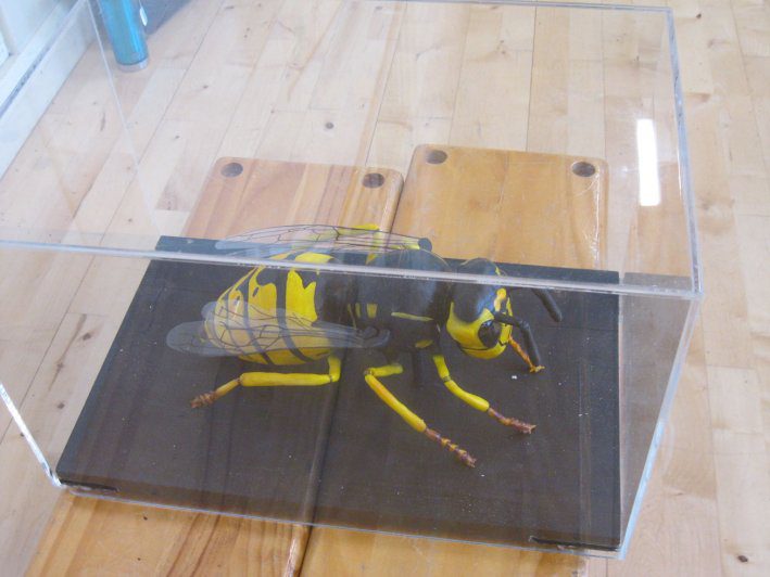 biodiversity-secret-life-of-bees-metns-nov-2013-006