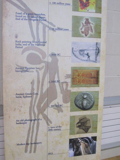 biodiversity-secret-life-of-bees-metns-nov-2013-007