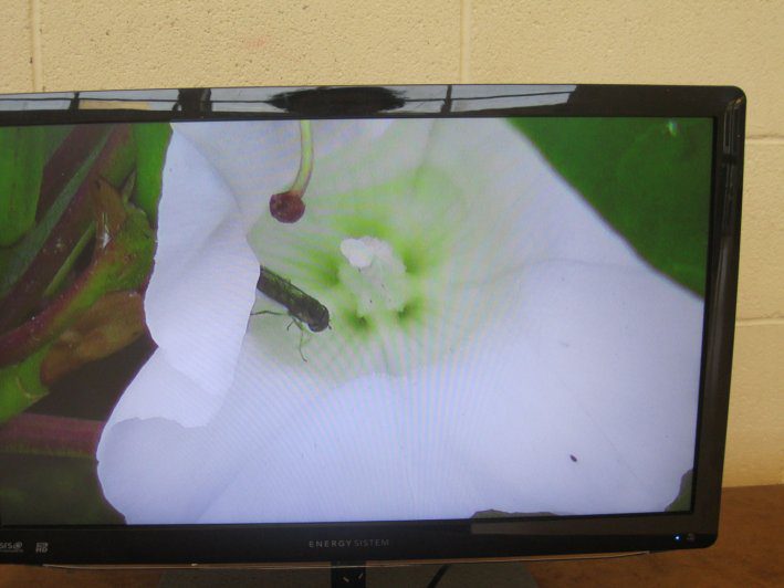 biodiversity-secret-life-of-bees-metns-nov-2013-008
