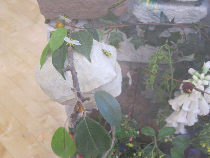 biodiversity-secret-life-of-bees-metns-nov-2013-013