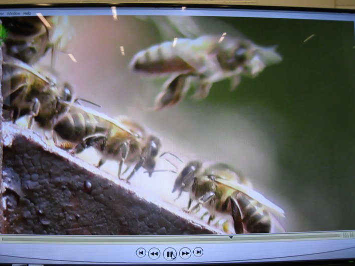biodiversity-secret-life-of-bees-metns-nov-2013-032