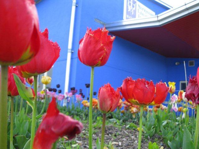 metns-summer-flowers-and-fun-may-2012-004