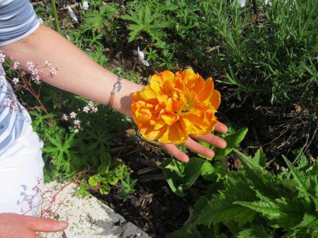 metns-summer-flowers-and-fun-may-2012-011