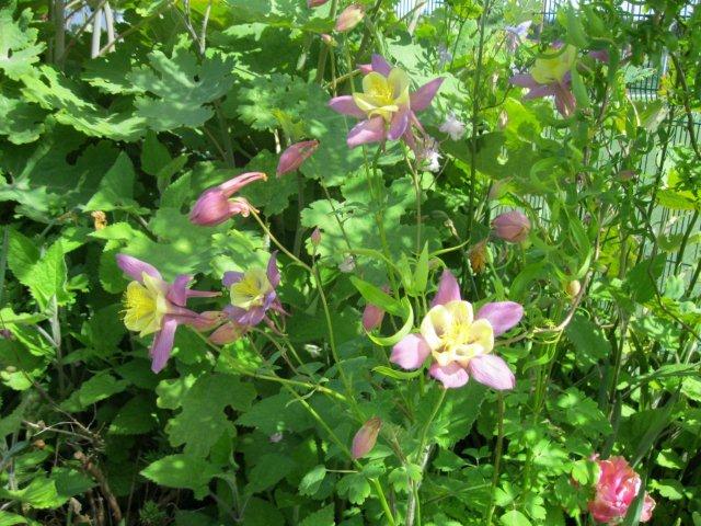 metns-summer-flowers-and-fun-may-2012-012