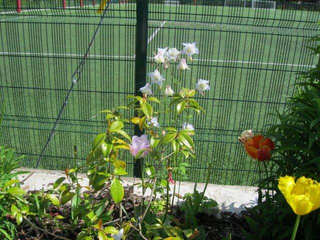 metns-summer-flowers-and-fun-may-2012-013