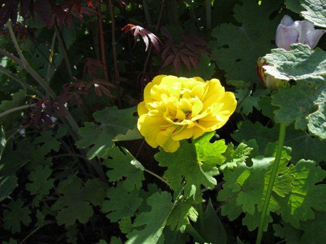 metns-summer-flowers-and-fun-may-2012-014