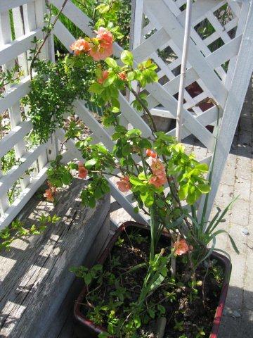 metns-summer-flowers-and-fun-may-2012-015