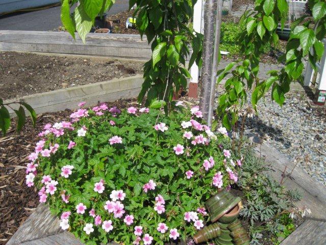 metns-summer-flowers-and-fun-may-2012-016