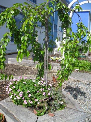 metns-summer-flowers-and-fun-may-2012-017